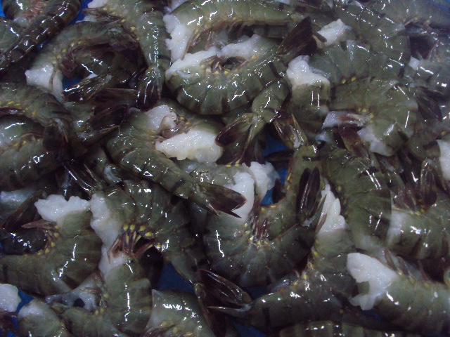 head less black tiger 2.JPG